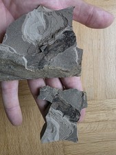 Micromelerpedon Fossil Odernheim Saurier Perm