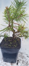 Bonsai,  Kiefer, Pinus sp. im