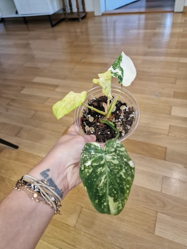 Philodendron gloriosum - philodendron,