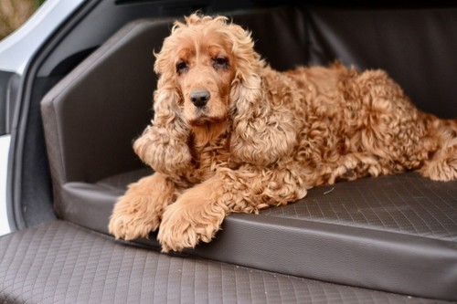 Autohundebett bettex - autohundebett,