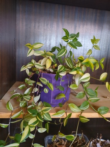 Tradescantia yellow hill - tradescantia,