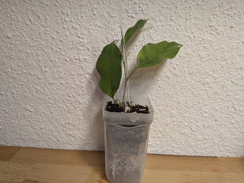 Ficus benjamina golden - benjamina, 'golden