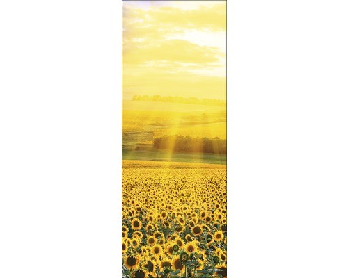 Glasbild sonnenblumenfeld - glasbild,