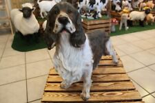 Cocker Spaniel Figur Hund