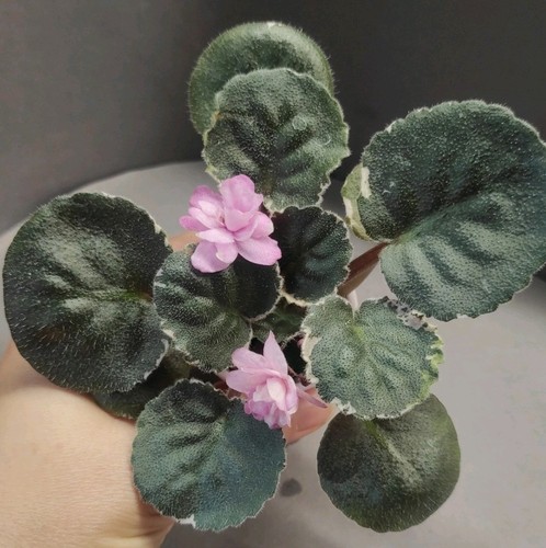 African violet saintpaulia - violet, /