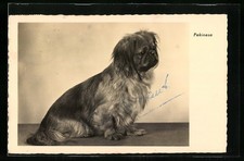 Ansichtskarte Ein Pekinese, Portrait 