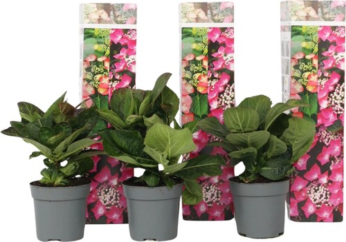 Hydrangea macrophylla red - 3x,