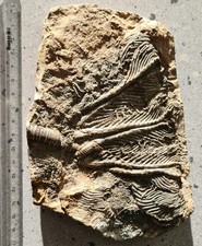 Wunderschöne Traumatocrinus Seelilie aus dem Trias von Guizhou