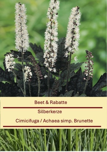Cimicifuga achaea simp - cimicifuga,