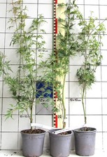 Acer palmatum  SEIRYU 