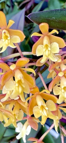 Epidendrum rainbow colors - epidendrum,