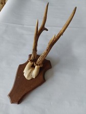 Schöner 6 Ender Jagd Bock