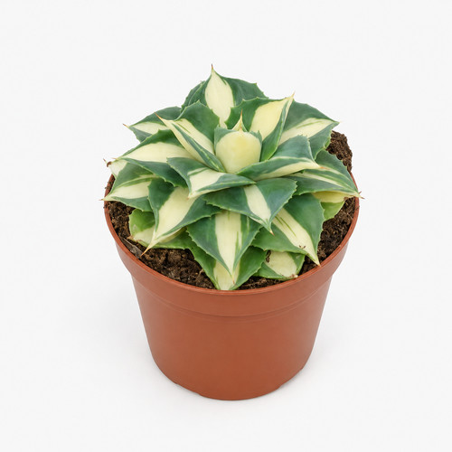 Agave potatorum gold - ,