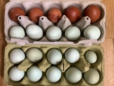 20 ausgeblasene grüne und rotbraune kleine Hühnereier, nur ein Loch!
