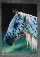 Postkarte Knabstrupper,Pferd,Pferde,Tiere,Pferdepostkarten,AK,Ansichtskarte,CH