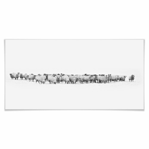 Poster schafherde panorama - poster,