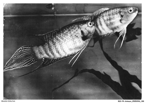 Bdip4 0336 animaux postkarten - bdip4-0336-animaux,