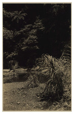 Taiwan, Pinglin Road, Oase