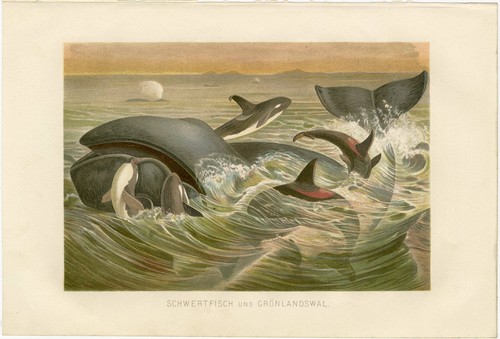 Schwertfisch grönlandswal - schwertfisch,