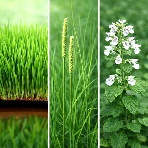 Katzengras wiesenlieschgras - katzengras,