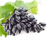 Vitis Souvenir Weintraube dunkelblau Weintrauben veredelt frosthart süß 60-100cm