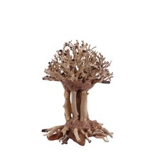 Bonsai Mammut Baum M Wurzel