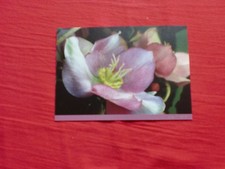 AK Ars Vivendi Blumen Motiv Nr. 100087 Karte Postkarte