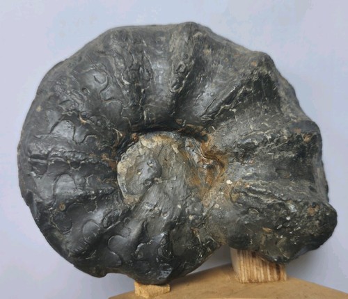 Ceratit ceratites nodosus - ceratit,,