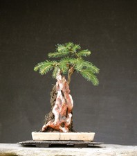Bonsai outdoor winterhart