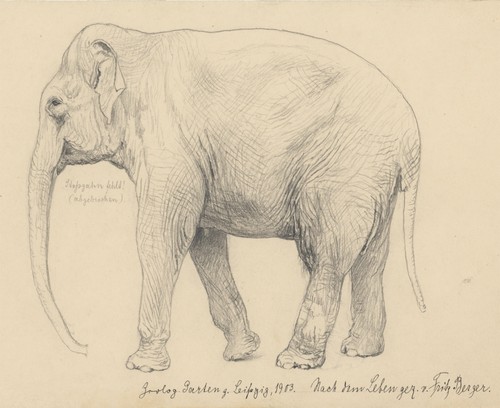 Fritz berger zeichnung elefant - fritz,