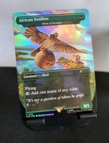 Birds paradise african - as,