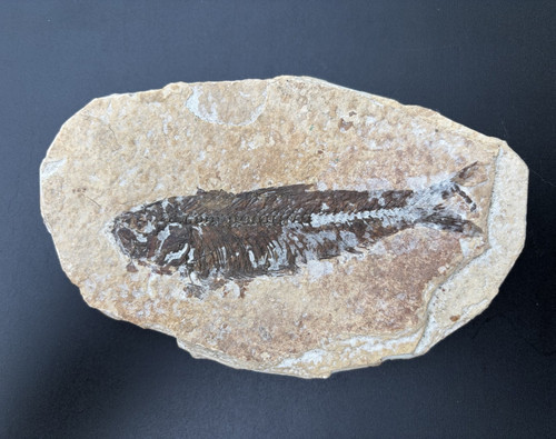 Fossil versteinerter fisch - versteinerter,