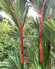 Samen von der tollen SIEGELLACK-PALME - ein wunderschöner exotischer Anblick