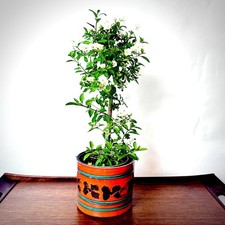 Pflanzgefäß 70er Jahre Übertopf Fat Lava 