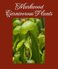 🔥 Cobra Lily Darlingtonia