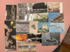 Konvolut - Kunst - Tiere - Ansichtskarten Bilder - z.B. Pferde Falter Vögel  Alt