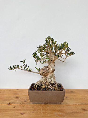 Bonsai baum olive wildolive - baum,