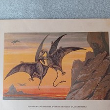  Fossilien Bild Antiker Druck, Kreidezeit, Saurier 