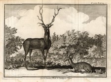 Antike drucke hirsch reh - antike,