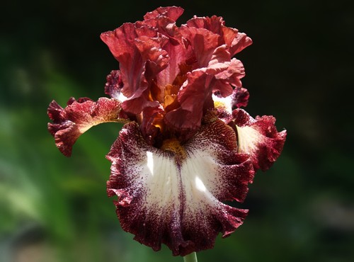 Schwertlilie iris - schwertlilie, /