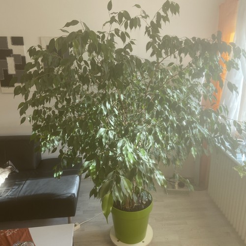 Benjaminbaum echte - benjaminbaum,,