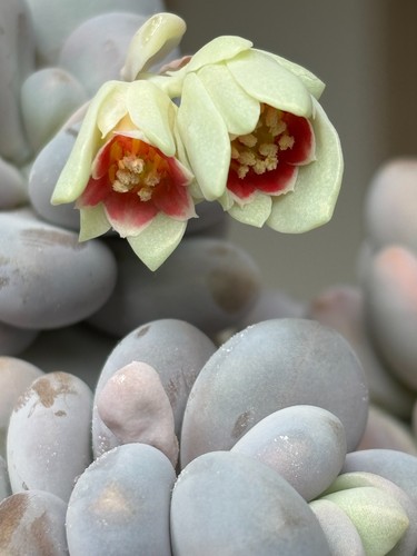 Pachyphytum oviferum