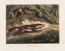 Fuchs fox animals zoologie - fox,