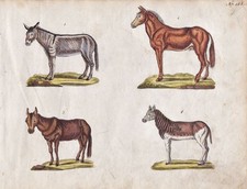 Esel Pferd donkey horse