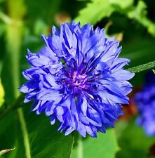 Blaue Kornblume - Centaurea