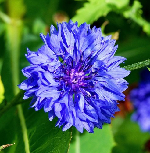Blaue kornblume centaurea - blaue,