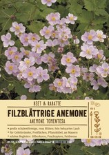 Anemone tomentosa "Robutissima", 9x9 cm Topf, Beetstaude 