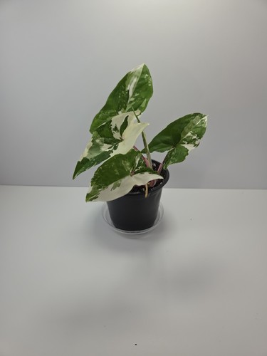 Syngonium albo variegated - syngonium,