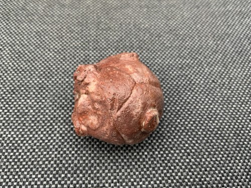 Seltenes crinoid fossil - seltenes,