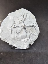 Wurzel Seelilie Silur Waldron